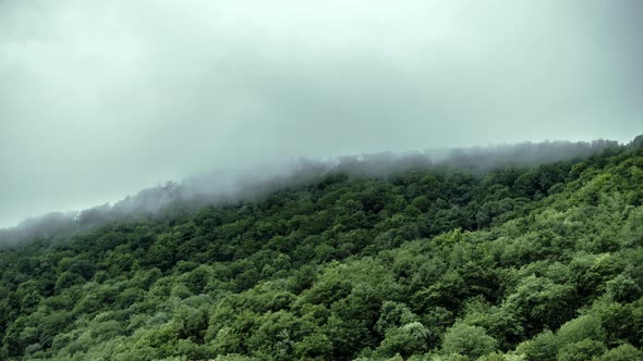 Mist On Forest