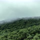 Mist On Forest - VideoHive Item for Sale