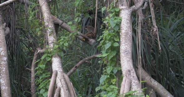 Toque Macaque - Macaca Sinica - in Sri Lanka