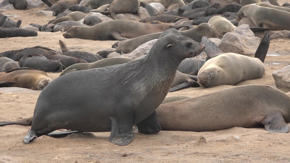 A huge colony of seals on the Atlantic coast in Namibia. Huge group of Cape Fur Seals at Cape Cross.