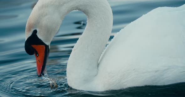Mute Swan Foraging And Eating Food From Underwater Of Lake In Netherlands. - close up
