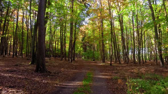 Driving through colorful autumn forest in sunny day