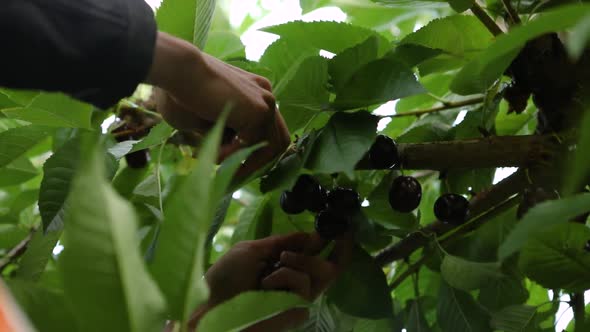 Picking Cherries in the Orchard