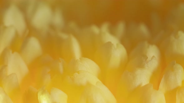 Colorful Dahlia Flower with Morning