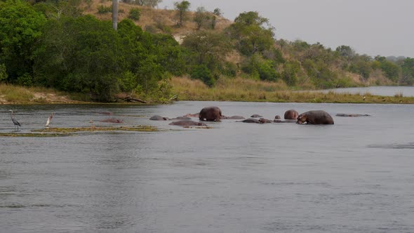 Aerial View Of Wild African Hippos Floating In The River Near The Tropical Coast