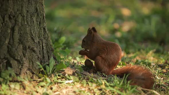 Squirrel Eating Nuts in the Woods