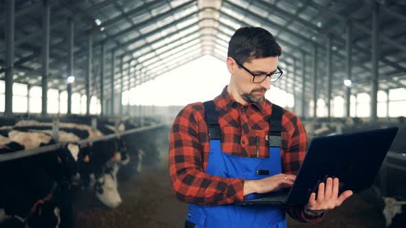 One Man Works with a Laptop, Walking in a Cow Barn