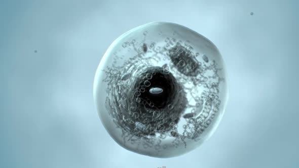 Organization and dynamics of human mitochondrial DNA. Mitochondria and dna struc alt