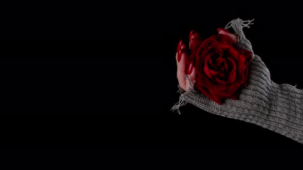 Woman in Sweater with Red Rose on Black Background