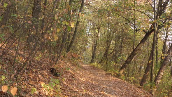 Foot path into the woods with fallen leaves by autumn 4K drone video