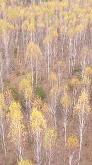 Vertical Video of an Autumn Forest During the Day