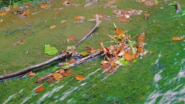 Crystal water in autumn forest.