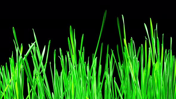 Wheat Sprouts Grow Fast in Time Lapse on a Black Background