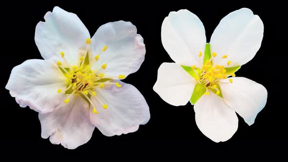 Almond Blossom Timelapse Alpha Isolated