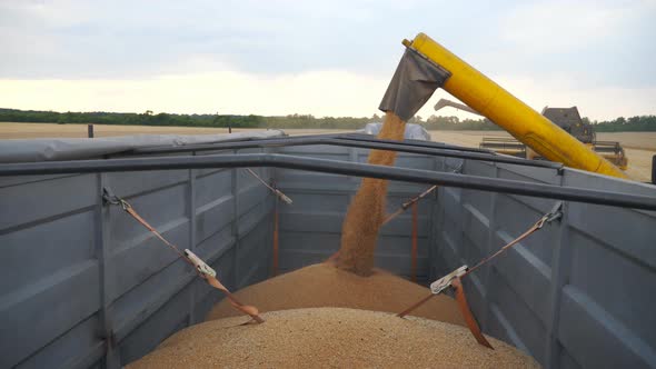 Combine Loading Wheat Grains in Truck at Evening. Side View on Loading Process of Fresh Rye Into
