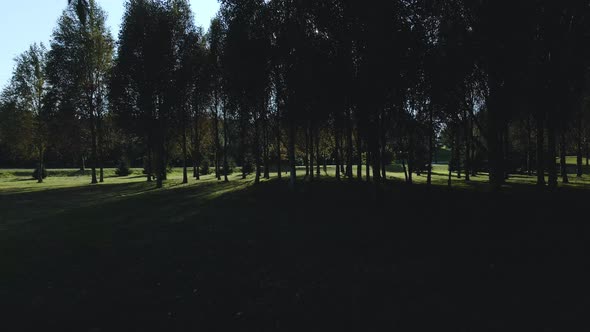 Backlit flight in the park among the trees. Aerial photography.