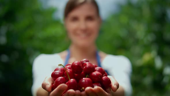 Cherry Harvest in Farmers Hand