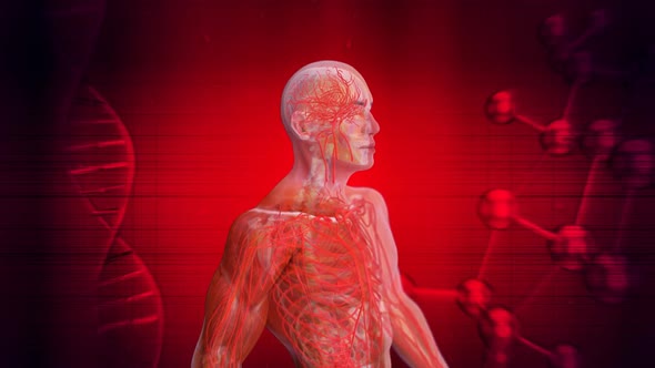 Abstract medical animation of the cardiovascular system