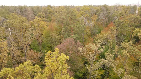 Trees in the Forest on an Autumn Day