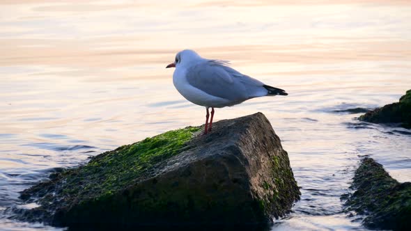 Gulls On Seashore. Summer Moning. Black Sea Odessa Ukraine 4