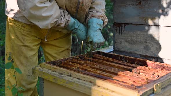 Beekeeper on Apiary, Beekeeper Is Working with Bees and Beehives on the Apiary, Close-up View 