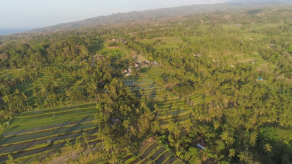 Rice Fields with Agricultural Land in Indonesia