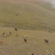 Aerial Shot of a Herd of Cows Running Through a Mountain Valley - VideoHive Item for Sale
