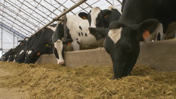 Milk Farm. Feeding The Cows.