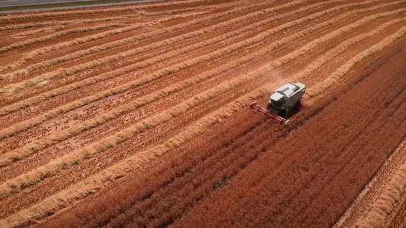 Combine harvester truck working in agriculture field, collecting seeds