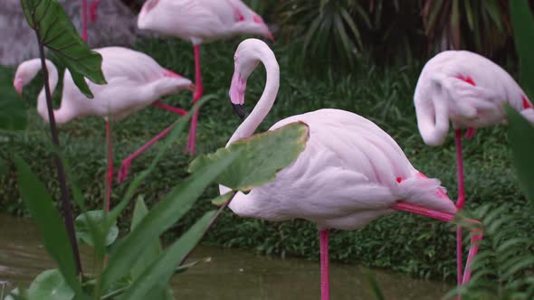 Group of Pink Flamingoes Standing in Tropical Green Jungle