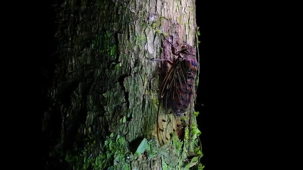 This Giant Cicada Climbing a Tree in the Night, Megapomponia intermedia, found in the jungles of Tha