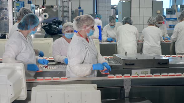 Processing of Fresh Crab Sticks Held By Female Technicians