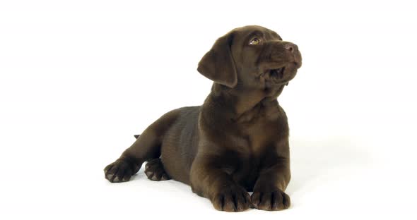 Brown Labrador Retriever, Puppy on White Background, Licking, Normandy, Slow Motion 4K