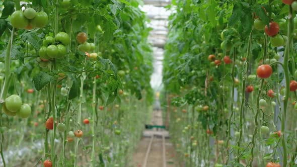 Tomato Production and Transportation