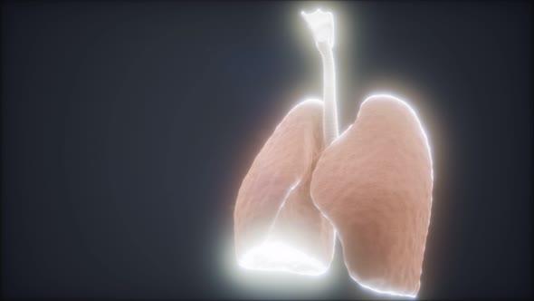3d Animation of Human Lungs alt