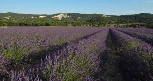 Field of lavenders, Vaucluse department, Provence, France