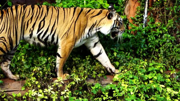 slow-motion of bengal tiger walking in the forest