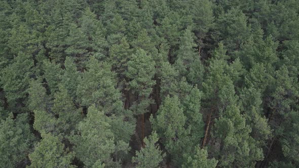 Pine Forest in the Afternoon Aerial View Slow Motion