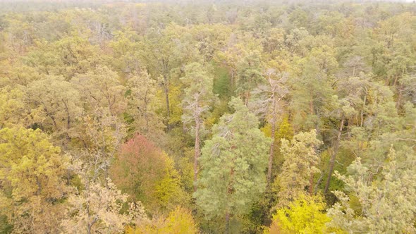 Forest with Trees in the Fall During the Day