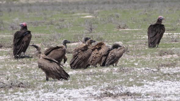 Big group of Cape vultures in Kgalagadi Transfrontier Park