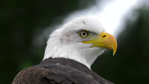 bald eagle looks behind himself 4k