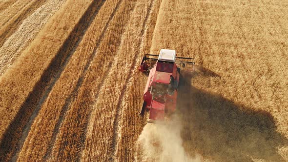 Aerial View  Combine Harvester Agriculture Machine Harvesting Golden Ripe Wheat Field alt