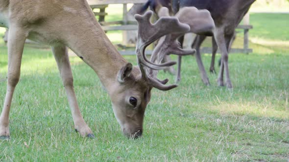 Fallow Deer Stag Grazes in a Meadow By a Forest on a Sunny Day - Closeup