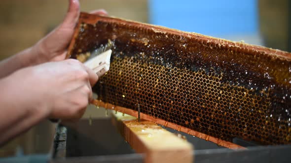 Honey Extraction Process. Footage of a Beekeeper Uncapping Honey Cells on the Hive Frames.