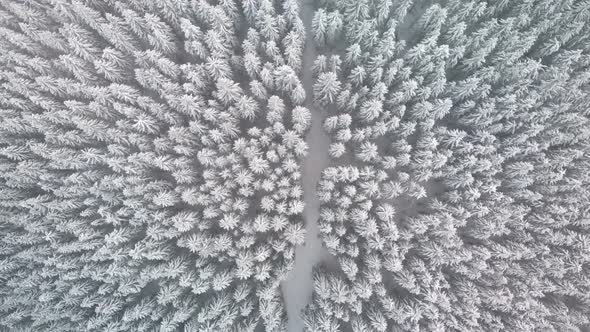 Aerial Flying over Mountain Winter Pine Forest