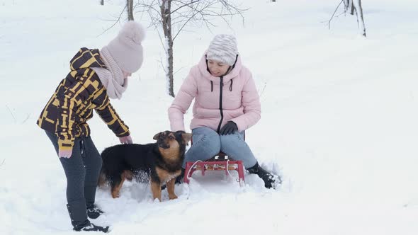 Friendship Dog in Winter Park