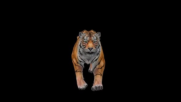 Tiger Run 3