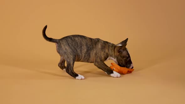 Cheerful Bull Terrier Puppy Runs and Plays with His Rubber Pig Toy