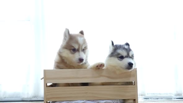 Two Siberian Husky Puppies Standing In A Wood Box