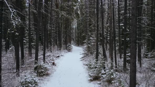 Pine forest road with snow low